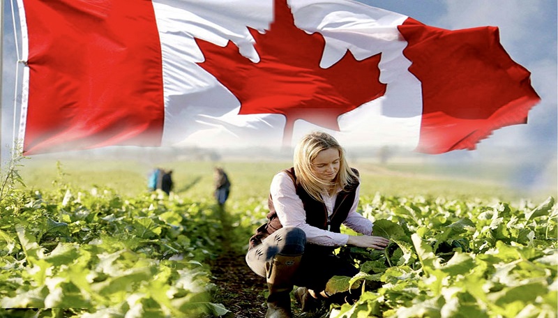 تحصیل رشته علوم کشاورزی در کانادا