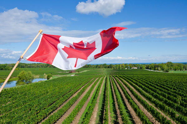 بهترین ایالت‌ های کانادا برای کشاورزی