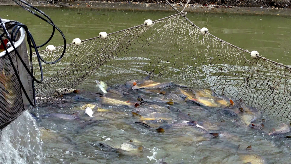 راه ‌اندازی استخر پرورش ماهی در کانادا